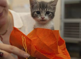 ASPCA kitten adoption