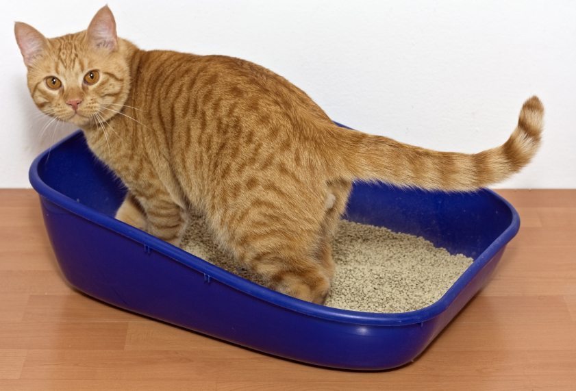 Cat Litter: Which One is Best for Your Cat?