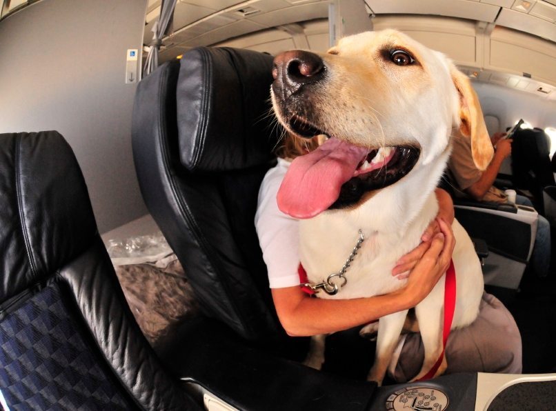 Flying With Pets? Here's What You Need To Know