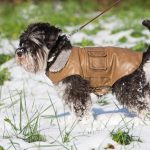 winter safety tips dogs