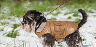 winter safety tips dogs