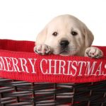 adopting a pet christmas
