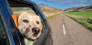 Rules when driving with you dog in the car