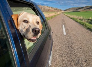 Rules when driving with you dog in the car