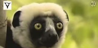 Zoboomafoo Lemur dead