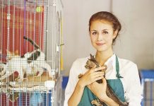 animal shelter volunteer