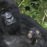 baby gorilla dies como zoo