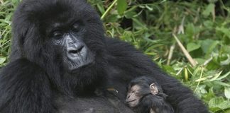 baby gorilla dies como zoo