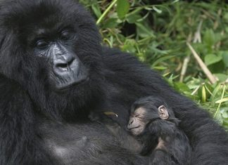 baby gorilla dies como zoo