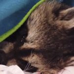 buster the raccoon sleeping