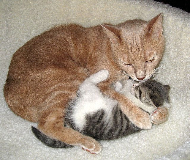cats hugging