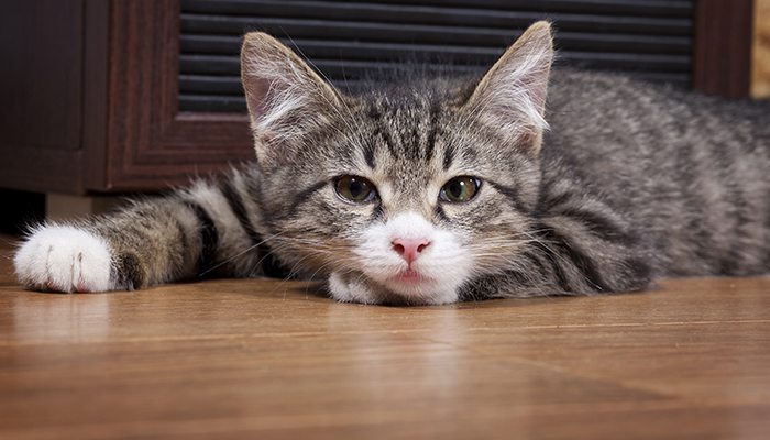 5 Common Cat Health Problems You Should Know About
