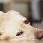 dog arthritis signs symptoms