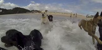 rescue dogs video funny