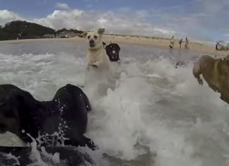 rescue dogs video funny