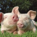 facts about pigs