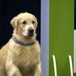 golden retriever fail video obedience competition