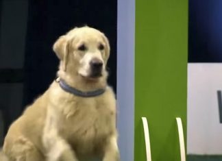 golden retriever fail video obedience competition