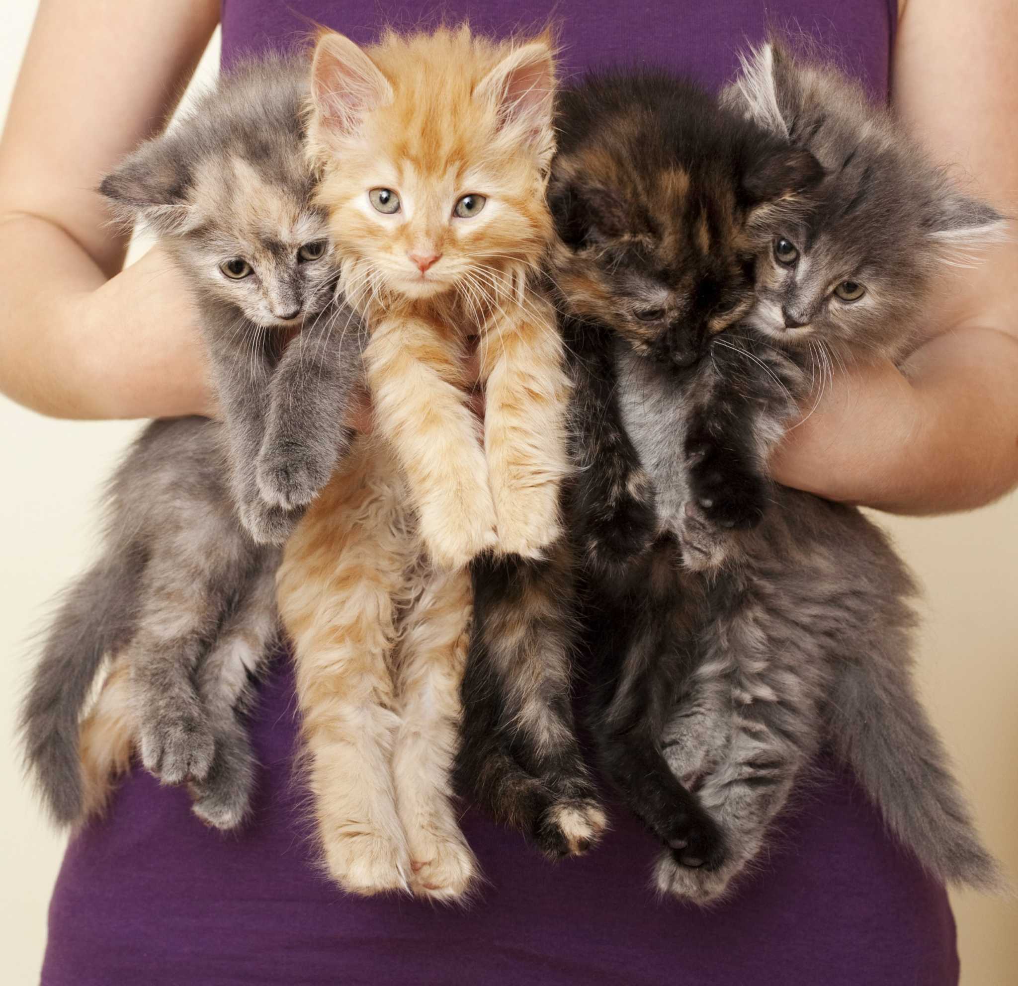 Слово 4 котенка. 4 Котенка. Четверо котят. Котята 4 штуки. Много кошек.