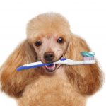 cure dog bad breath