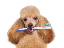 cure dog bad breath