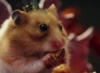 tiny hamster thanksgiving video
