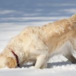 winter care tips dogs