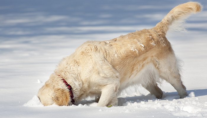 winter care tips dogs