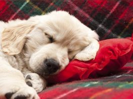 winter pet care dog
