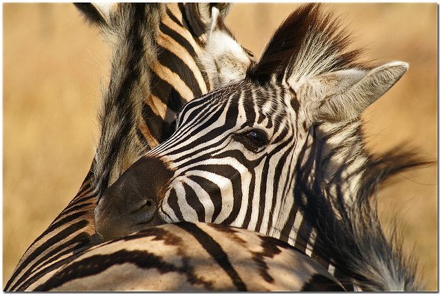 zebras hugging