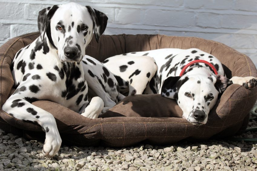 The Best Dog Beds On The Cheap