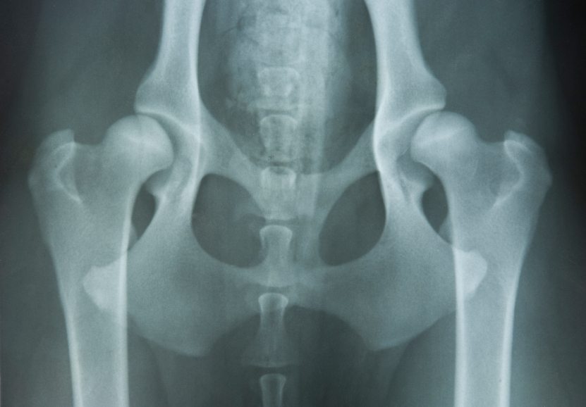 xray of normal puppy hips
