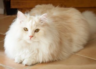 long haired cat
