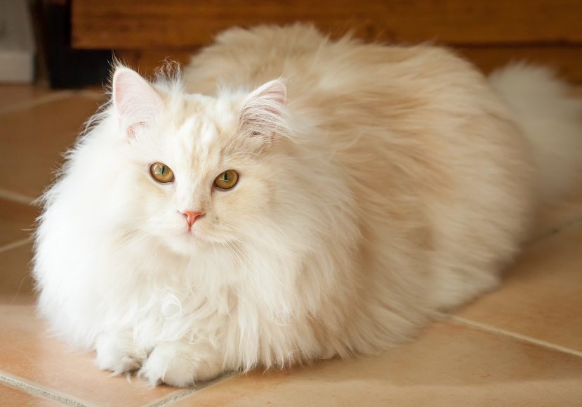 Long Haired Cats History, Personality & Allergies