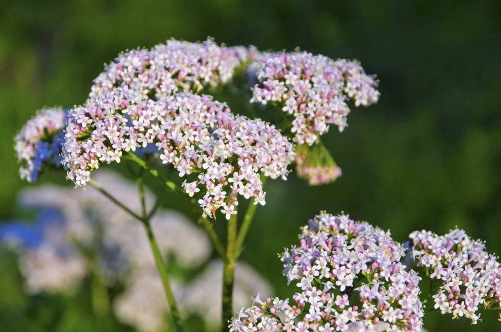 Valerian cat herb