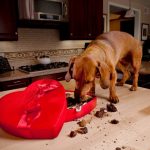 dog ate chocolate