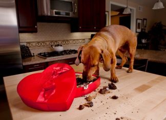 dog ate chocolate