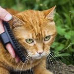 cat dog groomers tips