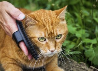 cat dog groomers tips