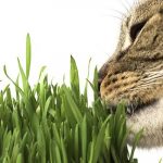 cat herbs good for cat health