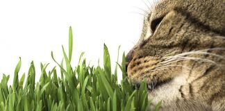 cat herbs good for cat health
