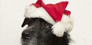dogs dressed as santa