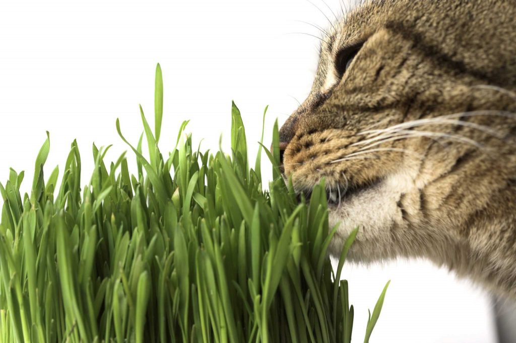 cat herbs catnip