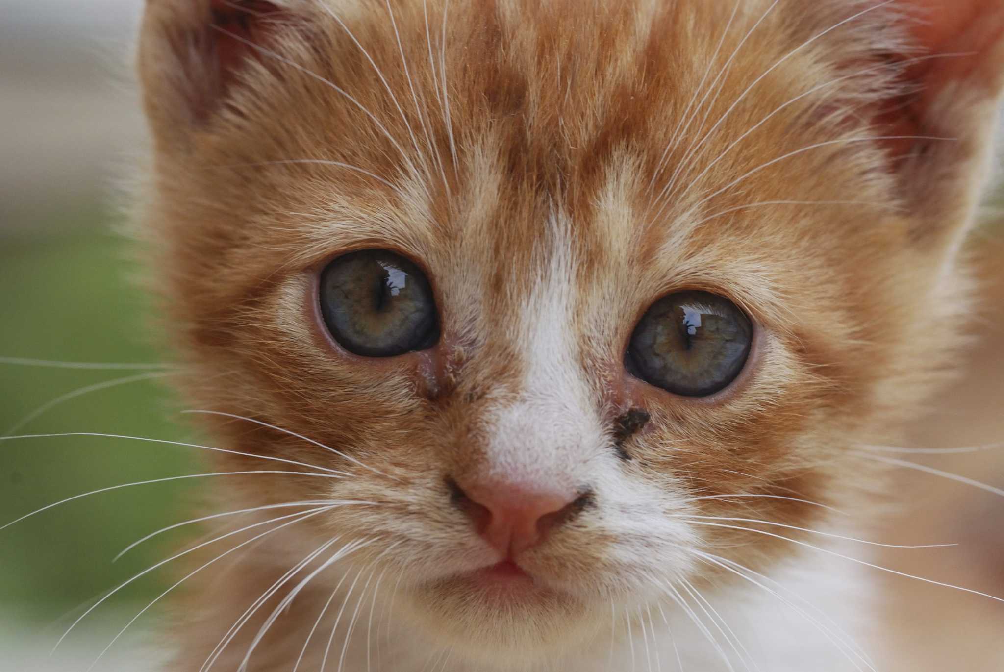16 Crazy Cat Facts We Bet You Didn't Know
