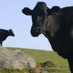 idaho cow flees