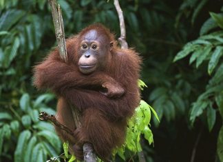 orangutan buenos aires zoo