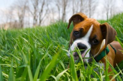 The truth about bully breeds like the boxer
