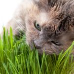 cat eat grass