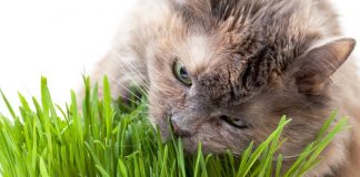 cat eat grass