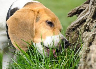 dogs eat grass